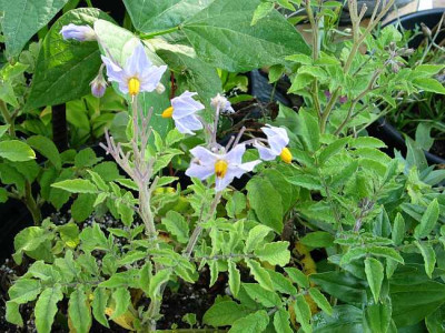 solanum-berthaultii-Blute.jpg