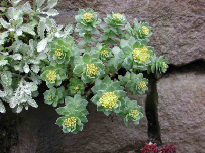 Rhodiola.jpg
