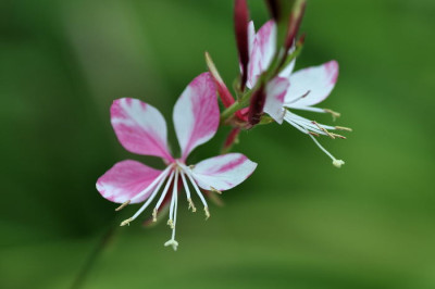 Gaura_Samling.JPG
