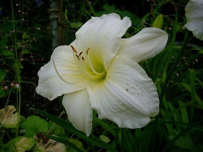 joan_senior_2010-07-19_422.jpg