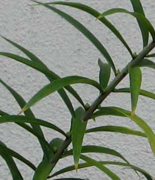 Lilium-sargentiae-bulbillen.jpg
