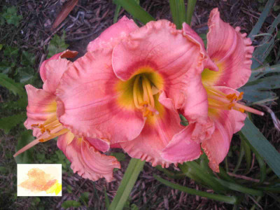 hem_elegantcandy_c.jpg