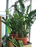 zamioculcas_zamiifolia_1.jpg
