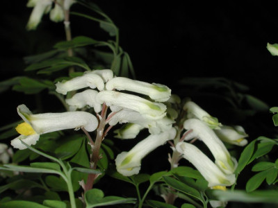Pseudofumaria_ochroleuca.jpg