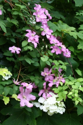 Clematis_in_Hortensie.JPG