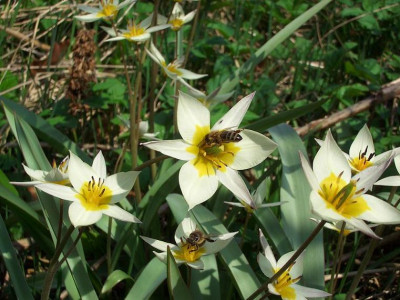 Wildtulpen2k.JPG