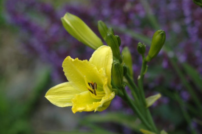 042green_flutter.jpg