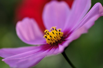 Cosmea_vor_Dahlia.JPG