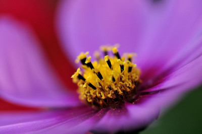 Cosmea_vor_Dahlia_2.JPG