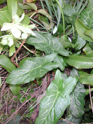 Arum_italicum_Absaat.jpg