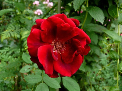 Crimson_Glory_P1080051.JPG