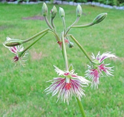 Pelargonium_schizopetalum_100805_a.jpg