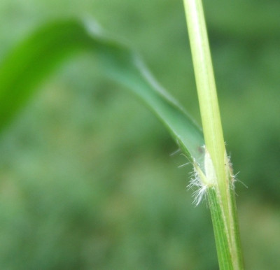 Brachypodium_sylvaticum.JPG