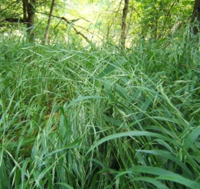 Brachyposium_s._Habitus.JPG