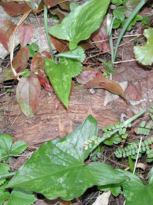 Arum_maculatum_leichtgefleckt.jpg