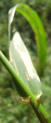 Festuca_gigantea.JPG