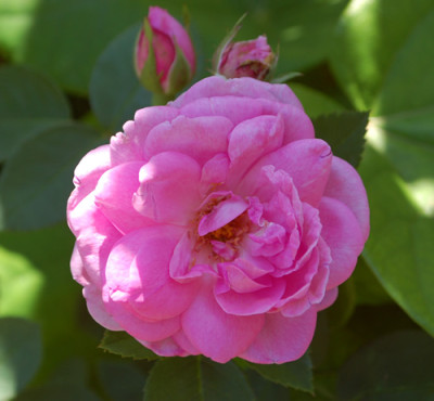 Indische_Oelrose_0010__76814.jpg