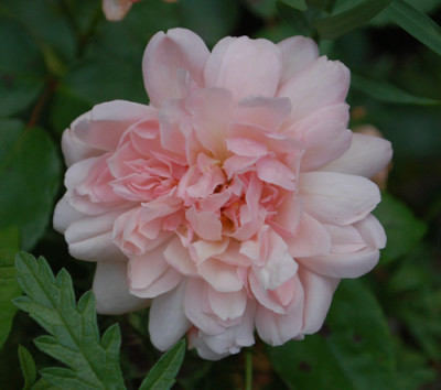 Arethusa_0010__76938.jpg