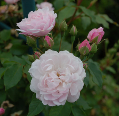 Blush_Noisette_0010_76905.jpg