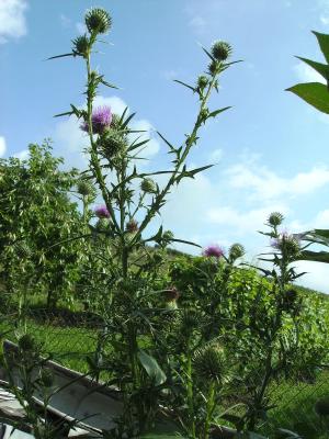 Riesendistel.jpg