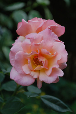Compassion_0010__76993.jpg