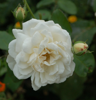 Furstin_von_Pless_0010__76968.jpg