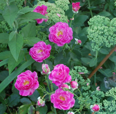 Melodie_Parfumee_0010__76886.jpg