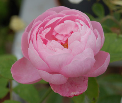 Reine_de_Castille_0010__76848.jpg