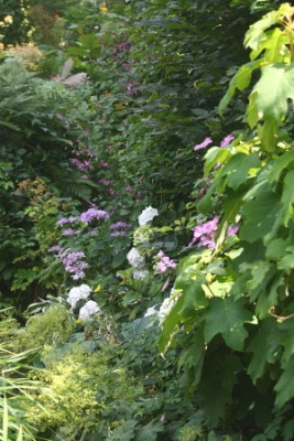 Clematis_in_Hecke.JPG