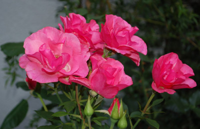 Romanze_0010__76986.jpg