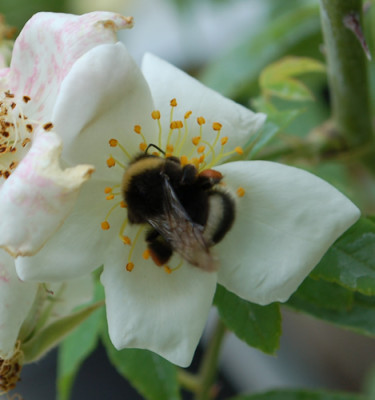 Rosa_moschata_Umbrella_0010__76846.jpg