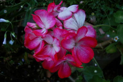 la_palma2_2010_zg.jpg