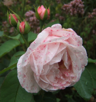 Blanche_Lafitte_6-8-10.JPG