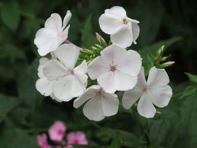 Muttis_Phlox_ue.jpg