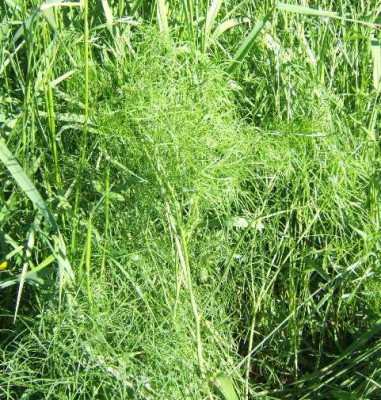Peucedanum_officinale.JPG