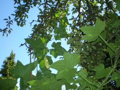 gurkeimbirnbaum.jpg