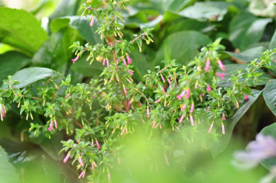 F._thymifolia.JPG