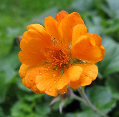 Geum_No._4_Nachblute_800x600.jpg