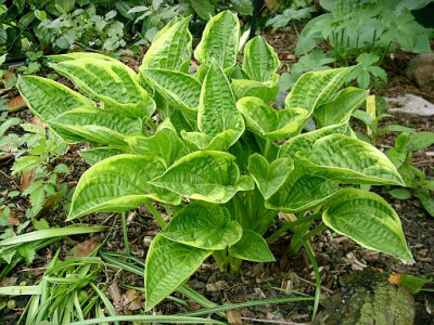 hosta_cowrie_2010-05-24_305.jpg