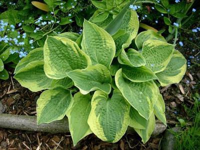hosta_austin_dickinson_2010-05-24_282.jpg