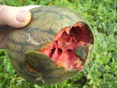 Wassermelonematschig.jpg