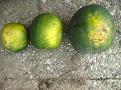 Wassermelone1-3.jpg