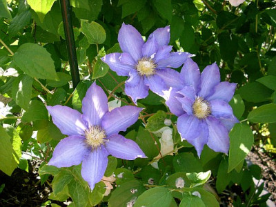 clematis_anna_herman_2008-06-05_096.jpg