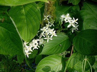 clematis_flammula_2009-09-06_031.jpg