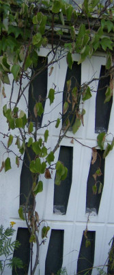 kiwi-trockenschaden-060810.jpg
