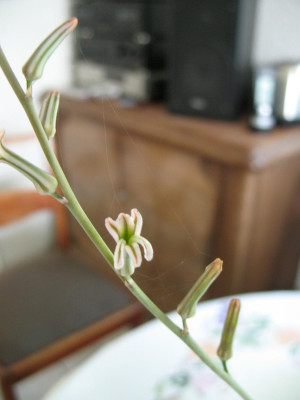 IMG_3937_80K.JPG