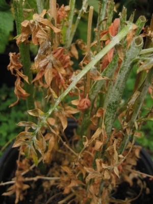2010-08-07_unbekannt1.jpg