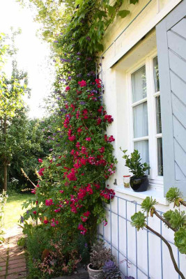 Clematis_f_p.jpg