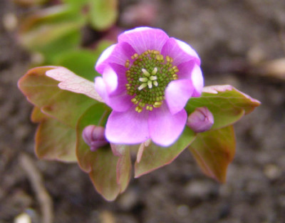 anemonella_thalictroides.jpg