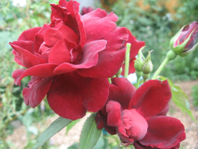 Burgundy_2010.jpg